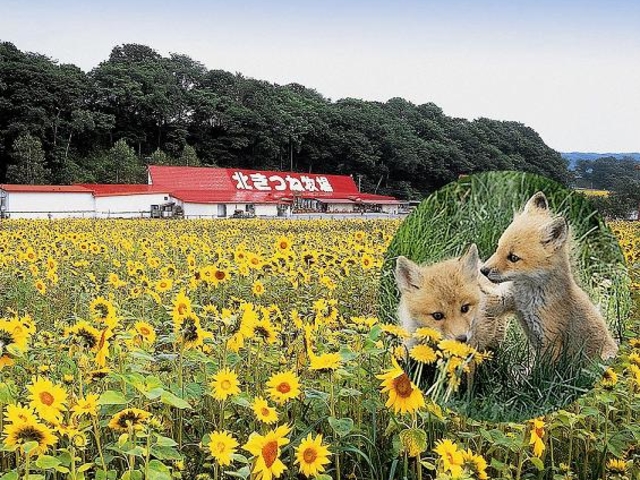 北見市の北きつね牧場がおすすめ!北海道でめんこい北きつね達を身近に感じよう | オホーツクワーケーションサイト