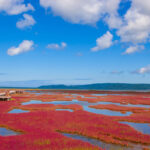能取湖が真紅のサンゴ草で染まる！秋は網走市の能取湖サンゴ草集落で唯一無二の絶景を楽しもう