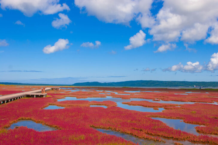 能取湖が真紅のサンゴ草で染まる！秋は網走市の能取湖サンゴ草集落で唯一無二の絶景を楽しもう