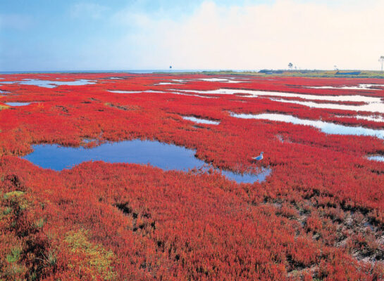 能取湖のサンゴ草集落はどんな場所？どんな景色が観られるの？