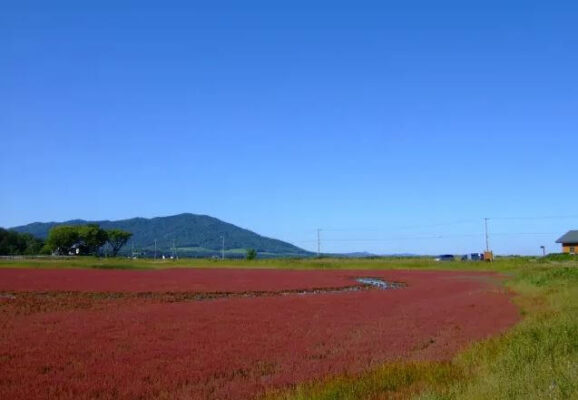 北海道のサンゴ草スポット