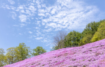 【絶景】ひがしもこと芝桜公園でピンクのじゅうたんを堪能！今年の見頃は…？