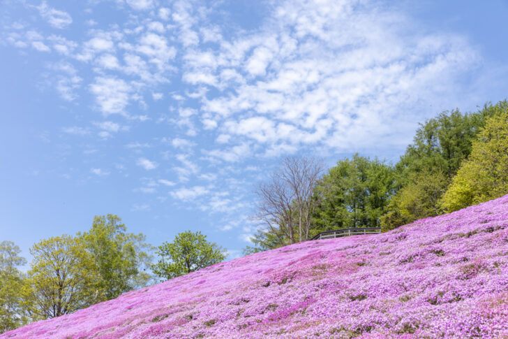 【絶景】ひがしもこと芝桜公園でピンクのじゅうたんを堪能！今年の見頃は…？