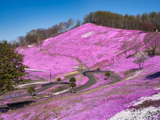 北海道大空町「ひがしもこと芝桜公園」芝桜の見頃はいつ？