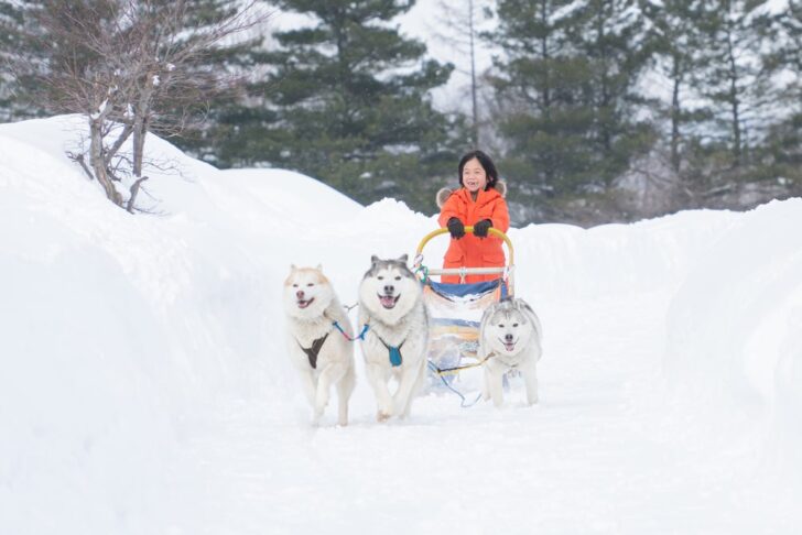 北海道で犬ぞり体験ができる？白滝高原を駆け抜けろ！
